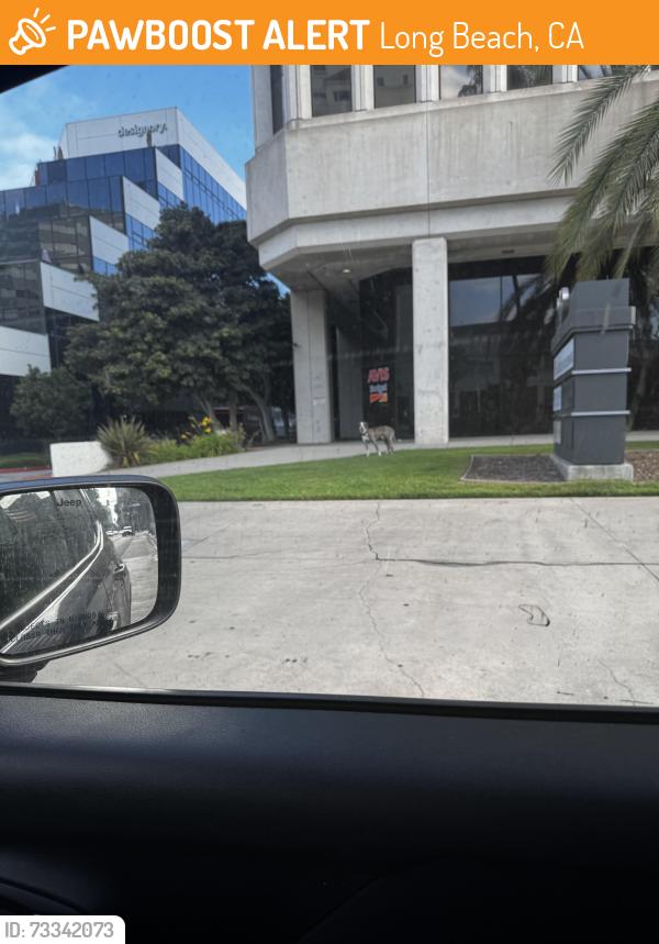 Found/Stray Unknown Dog last seen Ocean blvd, Long Beach, CA 90802