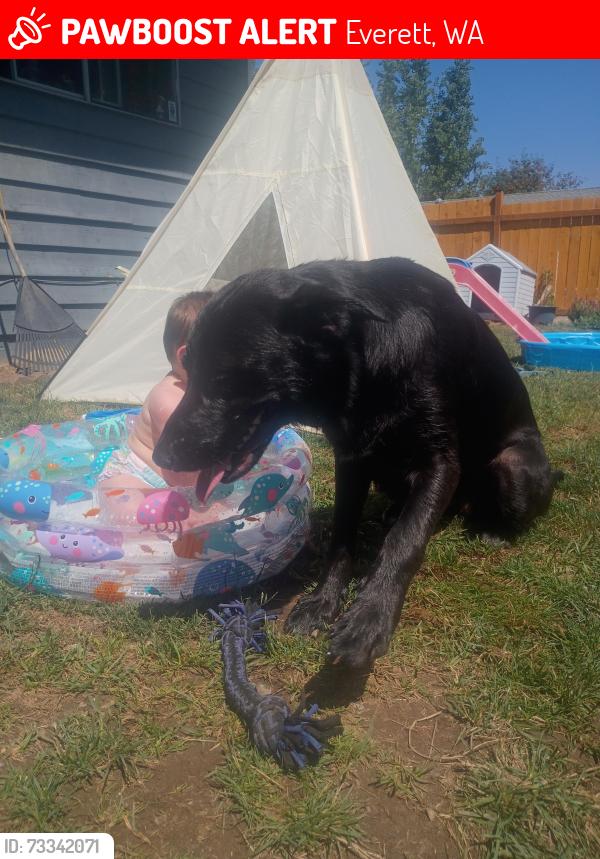 Lost Female Dog last seen 1st and McGill Ave, Everett, WA 98204