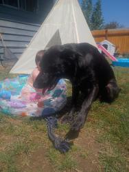 Lost Female Dog last seen 1st and McGill Ave, Everett, WA 98204