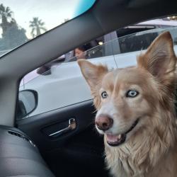 Found/Stray Female Dog last seen Hermosa 19th, Rancho Cucamonga, CA 91730