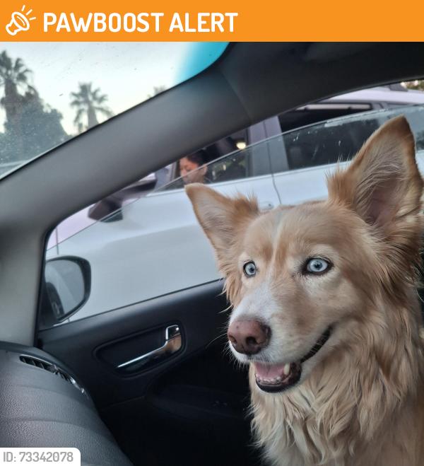 Found/Stray Female Dog last seen Hermosa 19th, Rancho Cucamonga, CA 91730