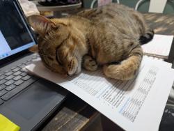 Reunited Male Cat last seen Easy street park, Sebastian, FL 32958