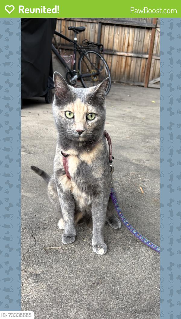 Reunited Female Cat last seen W Mulberry & Tyler / Roger’s park neighborhood, Fort Collins, CO 80521