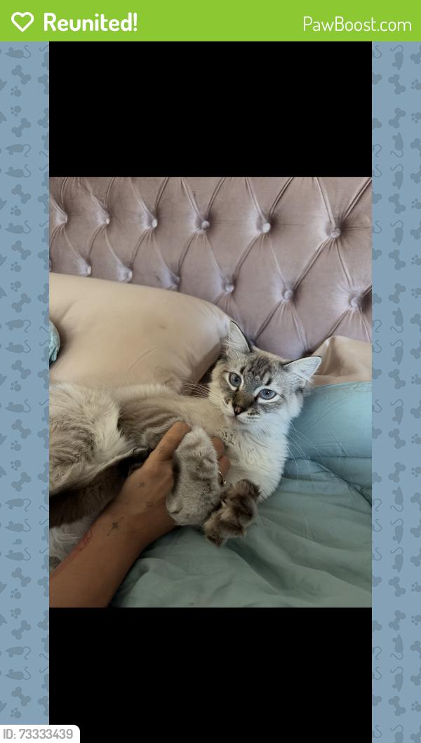 Reunited Male Cat last seen Near n 12th st, Phoenix, AZ 85014