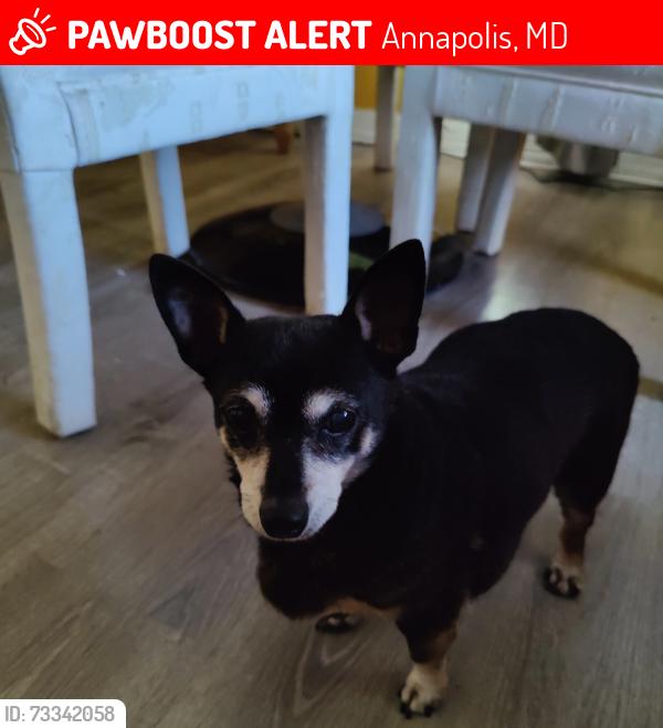 Lost Female Dog last seen Annapolis dr and Shely, Annapolis, MD 21401