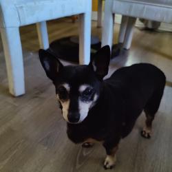 Lost Female Dog last seen Annapolis dr and Shely, Annapolis, MD 21401