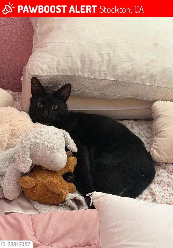 Lost Male Cat last seen Coastal Cove Ln Stockton ca, Stockton, CA 95219