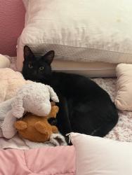 Lost Male Cat last seen Coastal Cove Ln Stockton ca, Stockton, CA 95219