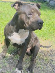 Lost Male Dog last seen Cerca de Home Depot florida city, Homestead, FL 33034