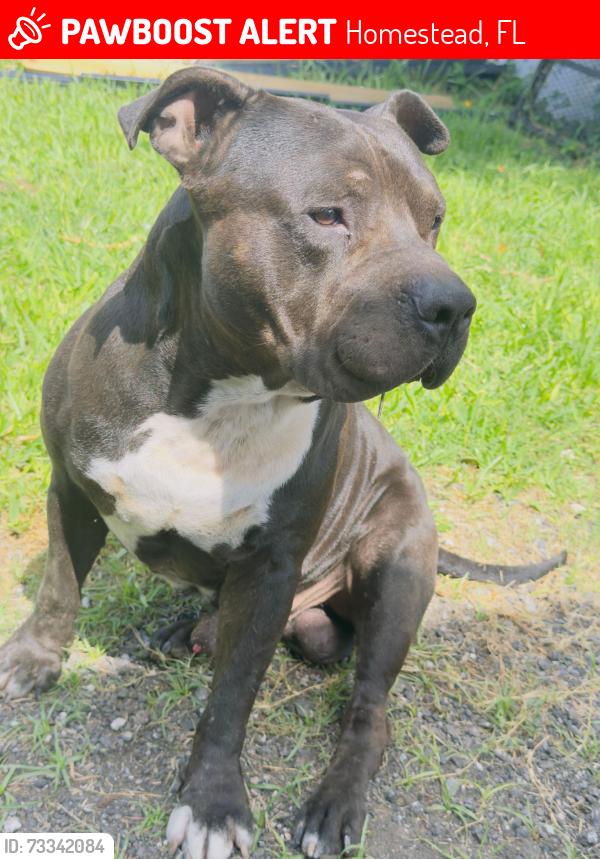 Lost Male Dog last seen Cerca de Home Depot florida city, Homestead, FL 33034