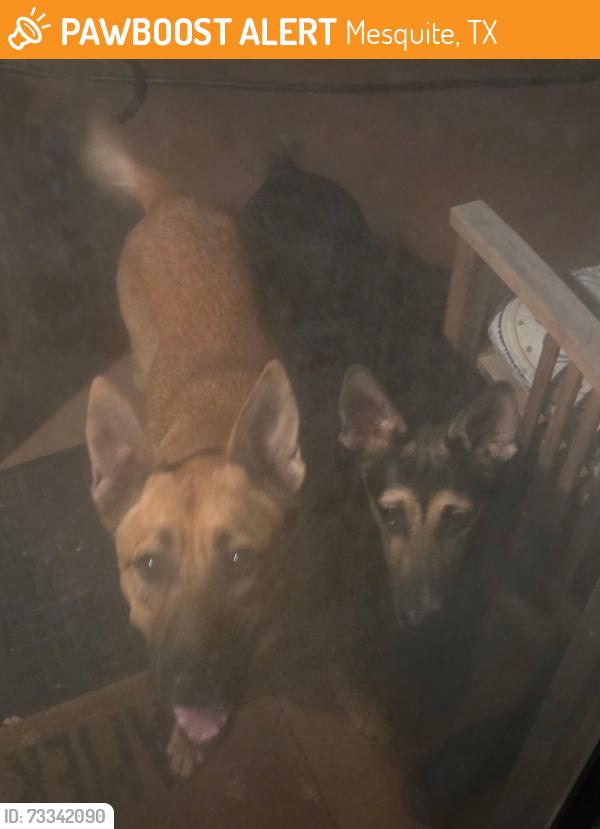 Found/Stray Unknown Dog last seen San mateo and palo alto, Mesquite, TX 75150