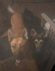 Found/Stray Unknown Dog last seen San mateo and palo alto, Mesquite, TX 75150