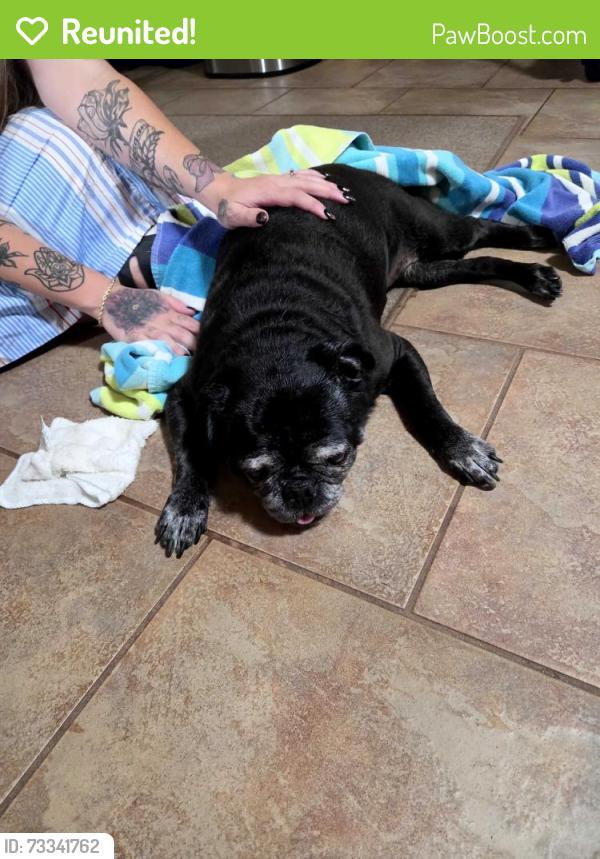 Reunited Female Dog last seen Queens ct, Pace, FL 32571