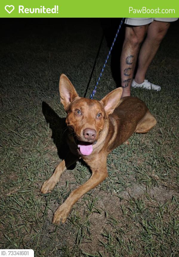 Reunited Unknown Dog last seen McLambs LP Gas & Supply, Dunn, NC 28334