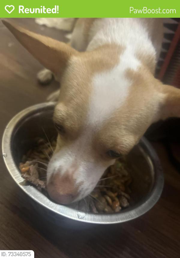Reunited Female Dog last seen Bishop state event building and Franklin medical clinic, Mobile, AL 36603