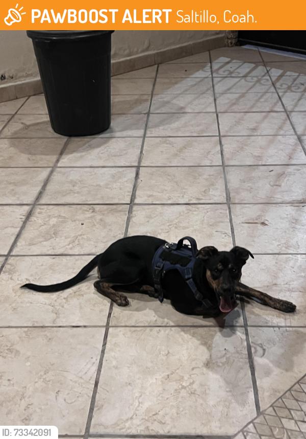 Found/Stray Male Dog last seen Arcos, Saltillo, Coah. 25206