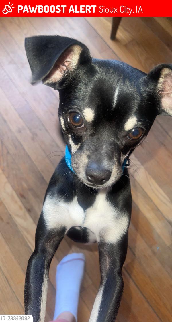 Lost Male Dog last seen Near Douglas st Sioux City, Sioux City, IA 51105