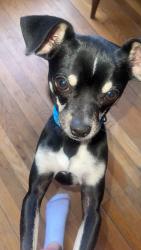 Lost Male Dog last seen Near Douglas st Sioux City, Sioux City, IA 51105