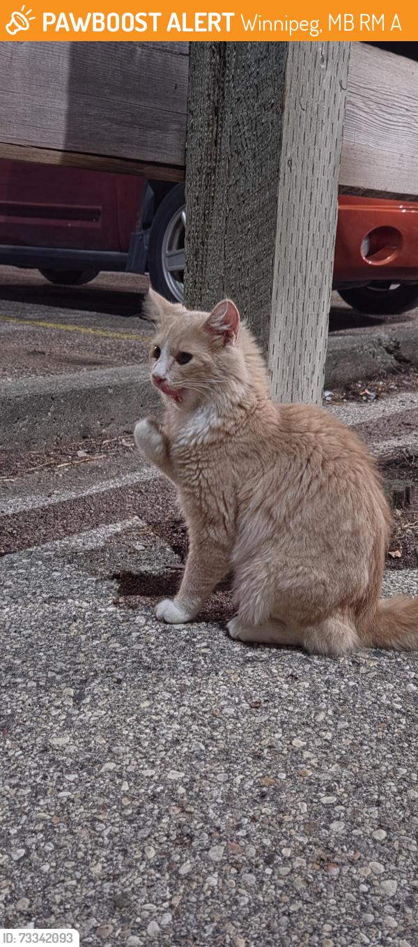 Found/Stray Unknown Cat last seen 34morrow ave, Winnipeg, MB R2M 1A2