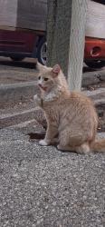 Found/Stray Unknown Cat last seen 34morrow ave, Winnipeg, MB R2M 1A2