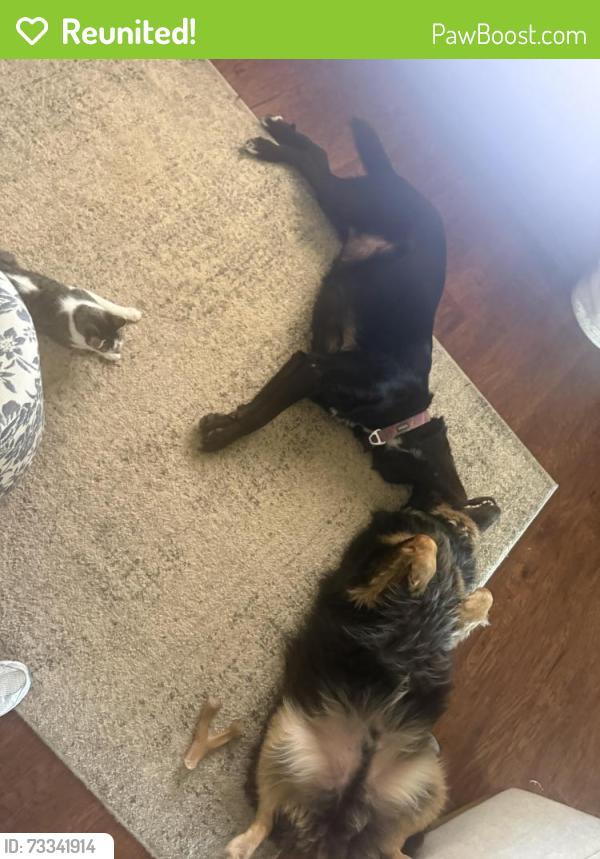 Reunited Male Dog last seen Arroyo Trail, San Angelo, TX 76904