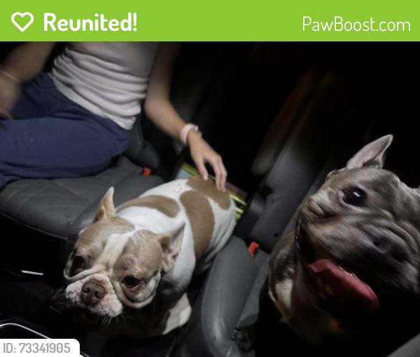 Reunited Unknown Dog last seen Elm Grove Rd, Wylie, TX, USA, Wylie, TX 75048