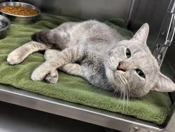 Shelter Stray Male Cat last seen Near Kent Avenue, BROOKLYN, NY, 11249, 326 E 110th St, New York, NY 10029, USA
