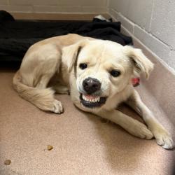 Shelter Stray Male Dog last seen Near Sea World Drive, San Diego, CA, 92109, 5500 Gaines St, San Diego, CA 92110, USA