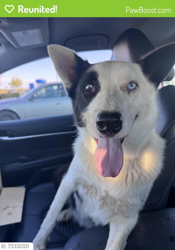 Reunited Male Dog last seen Waterman and Grantline, Elk Grove, CA 95624