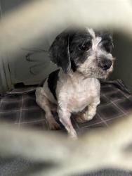 Found/Stray Male Dog last seen 𝗪𝗵𝗶𝘁𝗲𝘁𝗵𝗼𝗿𝗻e 𝗗𝗿. 𝗮𝗻𝗱 𝗣𝗼𝗿𝗴𝘆 𝗖𝘁., San Jose, CA 95128