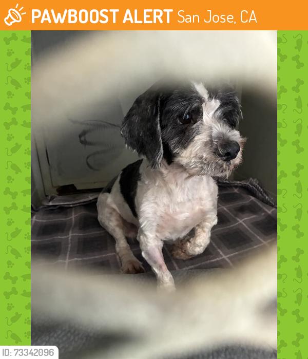 Found/Stray Male Dog last seen 𝗪𝗵𝗶𝘁𝗲𝘁𝗵𝗼𝗿𝗻e 𝗗𝗿. 𝗮𝗻𝗱 𝗣𝗼𝗿𝗴𝘆 𝗖𝘁., San Jose, CA 95128