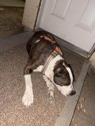 Found/Stray Female Dog last seen Near 37 Nt 8 street, Fresno, CA 93703