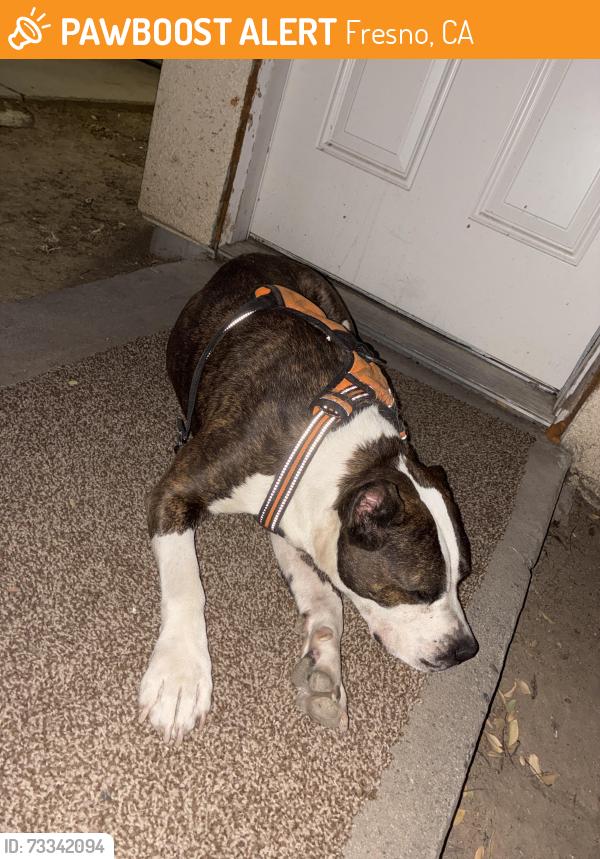 Found/Stray Female Dog last seen Near 37 Nt 8 street, Fresno, CA 93703
