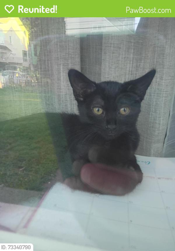 Reunited Female Cat last seen Franklin Str near Jack Barry park, Worcester, MA 01604