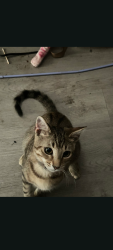 Lost Male Cat last seen N.boston Ave, DeLand, FL 32724