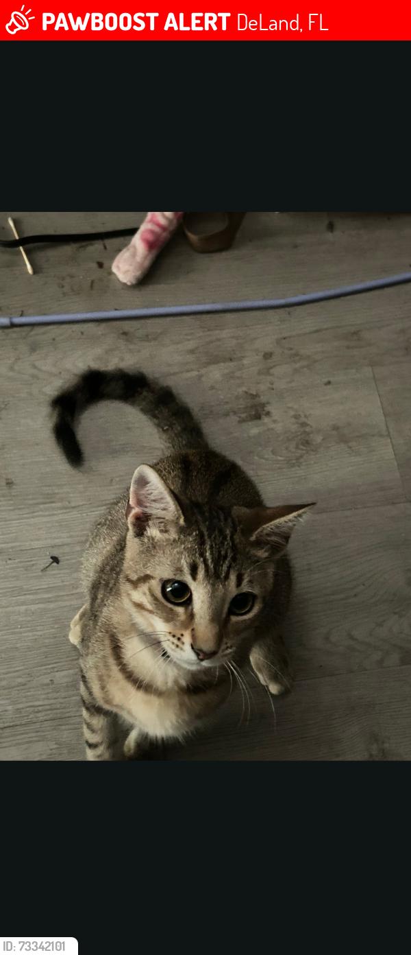Lost Male Cat last seen N.boston Ave, DeLand, FL 32724