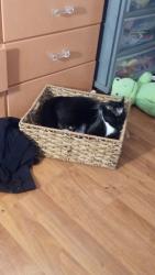 Reunited Female Cat last seen Northlake and military, Palm Beach Gardens, FL 33418