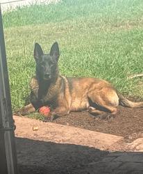 Lost Male Dog last seen Near amberley park circle, Buena Ventura Lakes, FL 34743