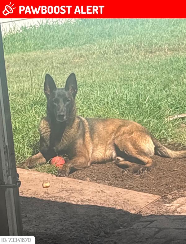 Lost Male Dog last seen Near amberley park circle, Buena Ventura Lakes, FL 34743