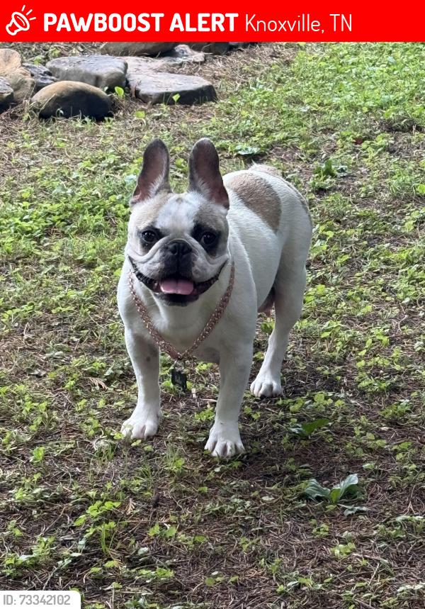 Lost Female Dog last seen Cunningham road, Knoxville, TN 37918