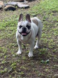 Lost Female Dog last seen Cunningham road, Knoxville, TN 37918