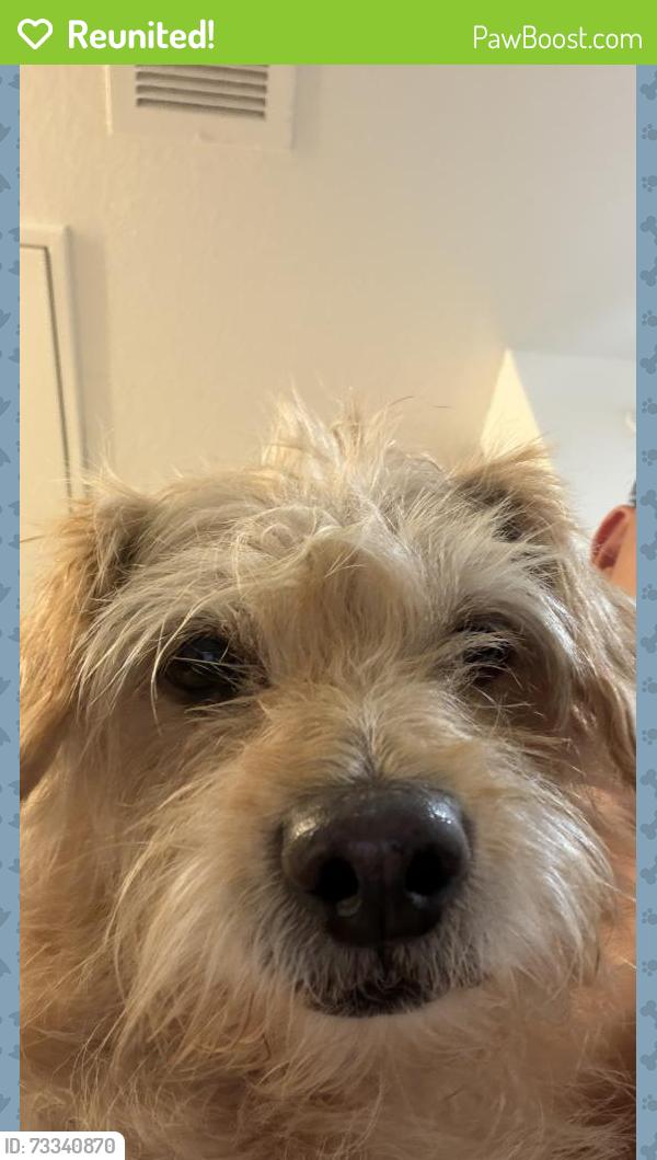 Reunited Female Dog last seen Downing Street and 98th, Thornton, CO 80602