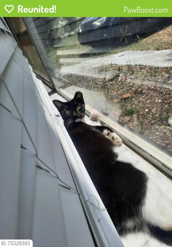 Reunited Female Cat last seen Pine rd and pine lane, Ocala, FL 34472