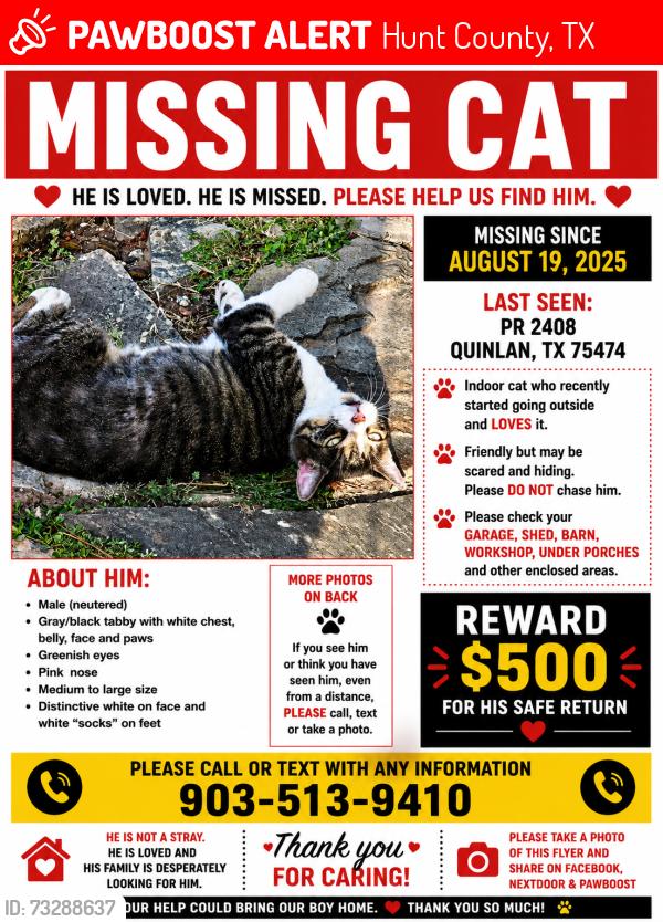 Lost Male Cat last seen PR2408, Hunt County, TX 75474