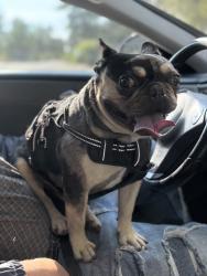 Lost Male Dog last seen W 25th merced ca, Merced, CA 95340