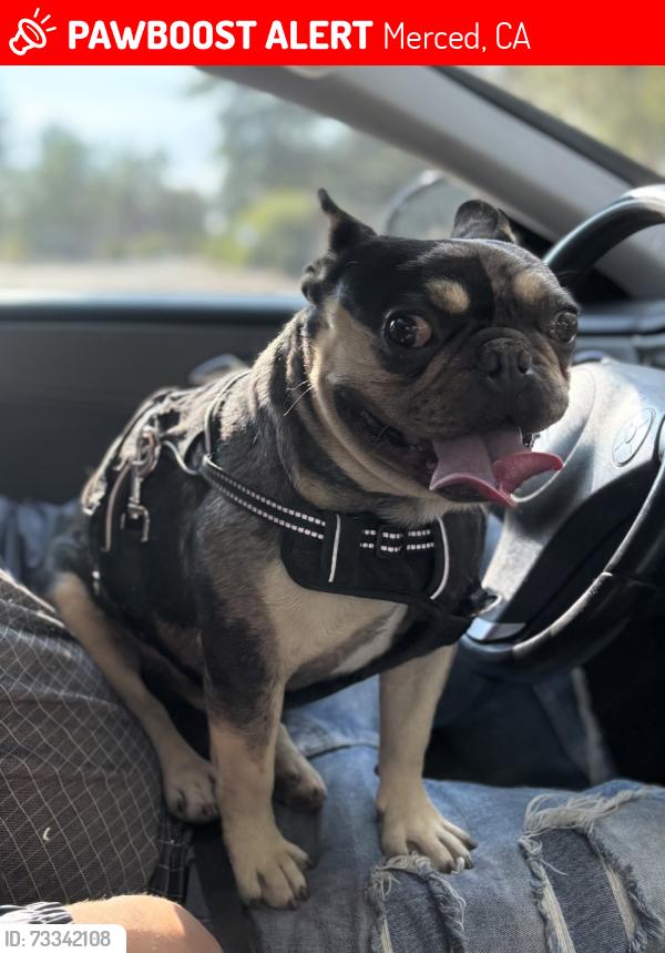 Lost Male Dog last seen W 25th merced ca, Merced, CA 95340