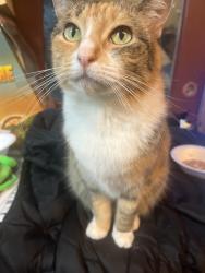Lost Female Cat last seen Grist mill rd and surrey rd, Littleton, MA 01460