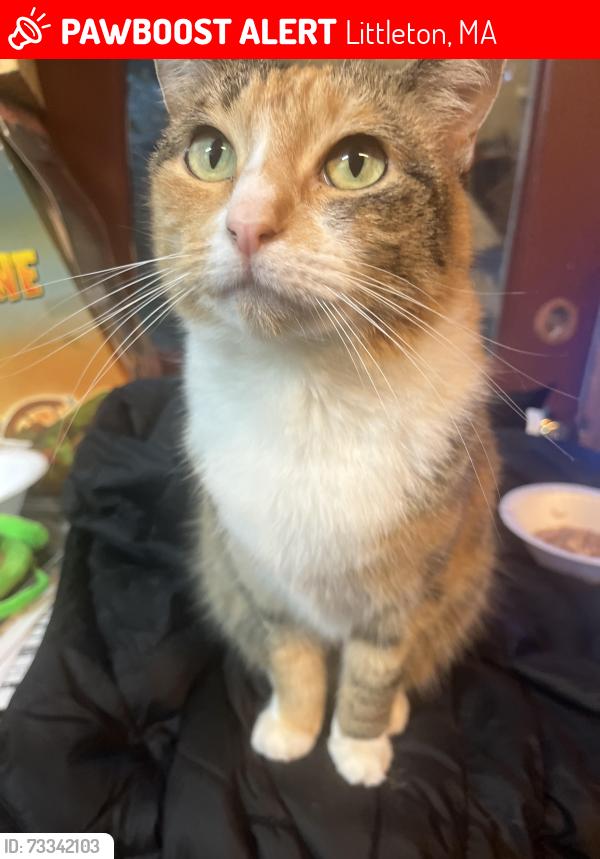 Lost Female Cat last seen Grist mill rd and surrey rd, Littleton, MA 01460