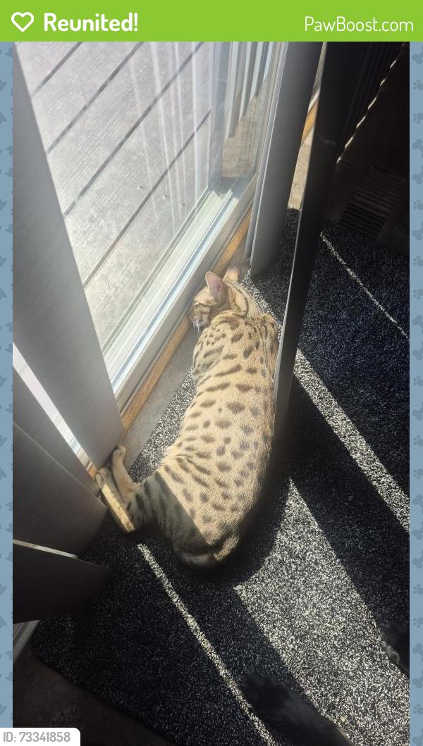 Reunited Female Cat last seen Frontera village HOA park, Commerce City, CO 80022