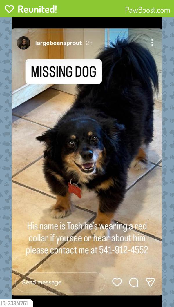 Reunited Male Dog last seen 27th Avenue, Eugene, OR 97405